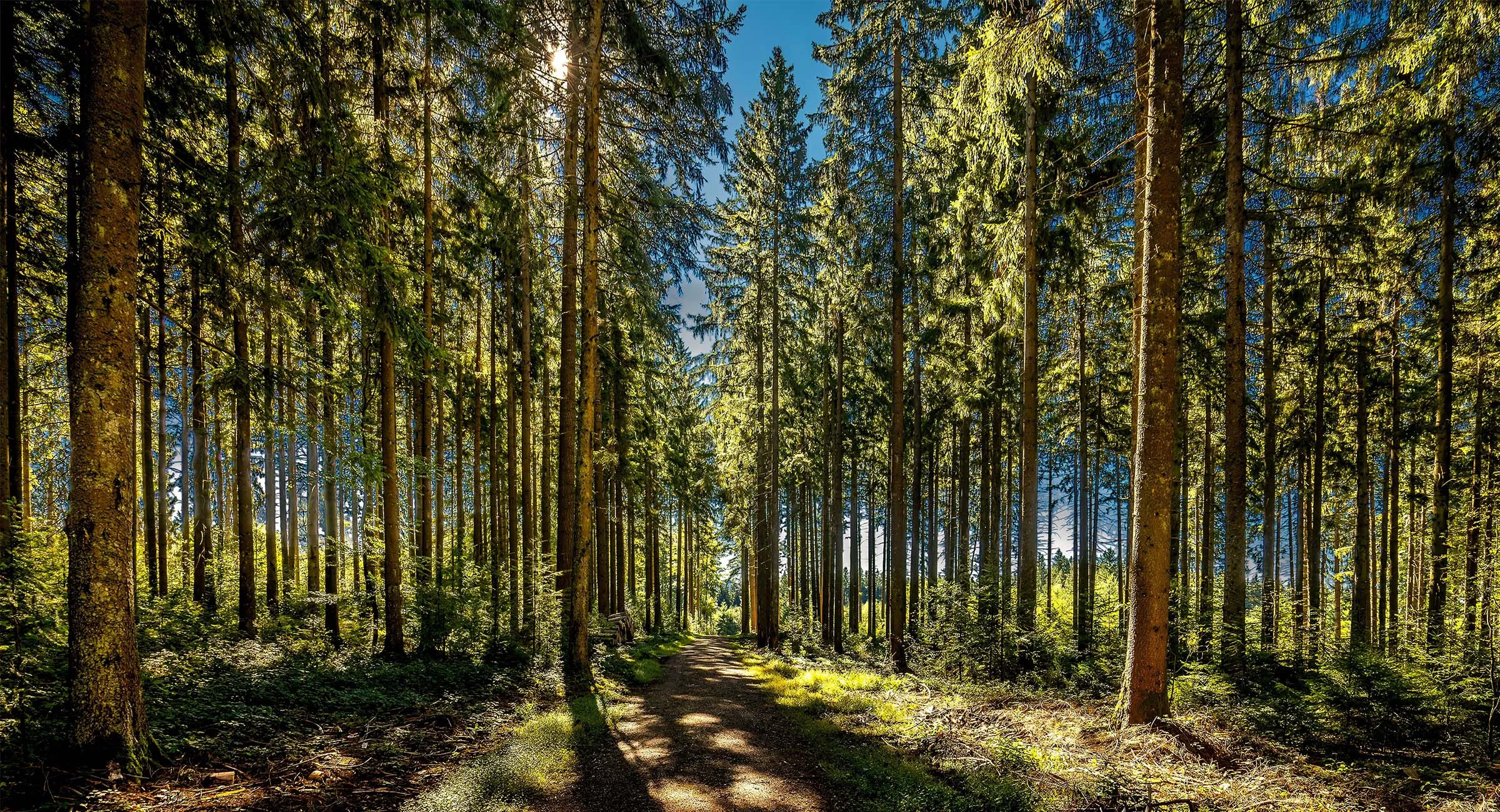 Campaign: "One Click – One Saved Tree".